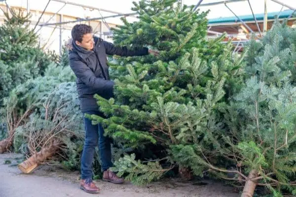 Christmas Tree Selection