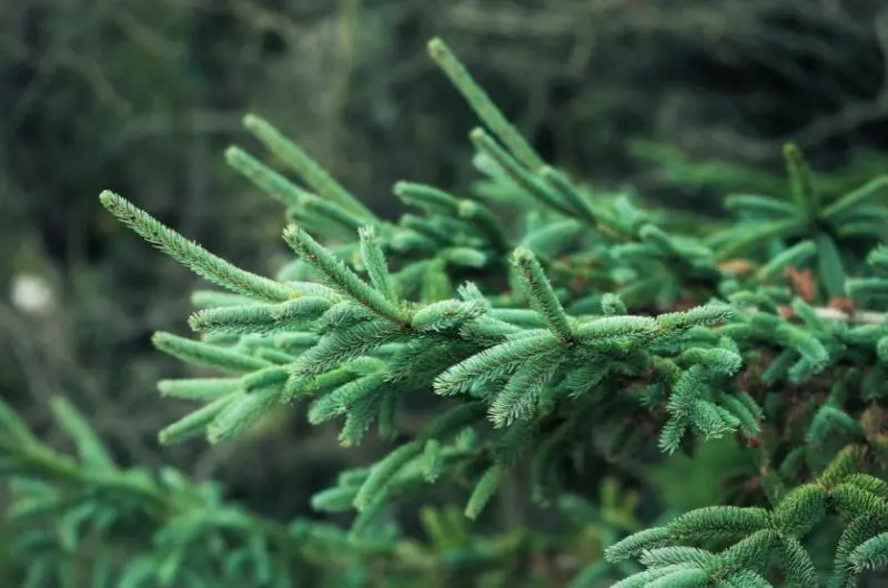 Christmas tree stands